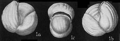 Triloculina labiosa sparsicostata