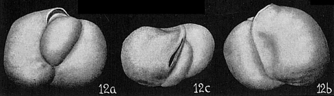 Triloculina labiosa