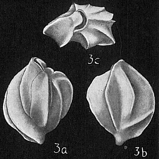 Triloculina oceanica Triloculina oceanica