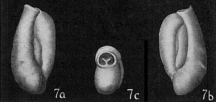 Triloculina sp. Triloculina sp.