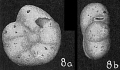 Chromista - Foraminifera (foraminifers)