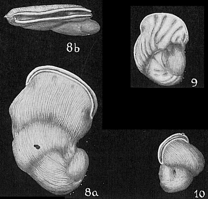 Vertebralina striata