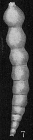 Dentalina pomuligera