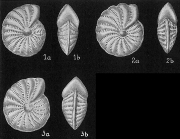 Elphidium excubitor Nicol, 1944 Pacific