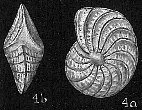 Elphidium crispum Elphidium crispum