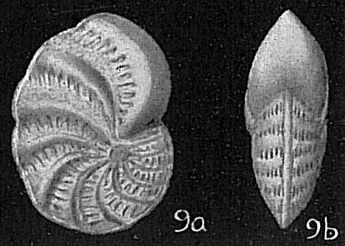 Elphidium macellum limbatum