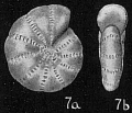 Chromista - Foraminifera (foraminifers)