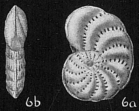 Elphidium subevolutum Elphidium subevolutum