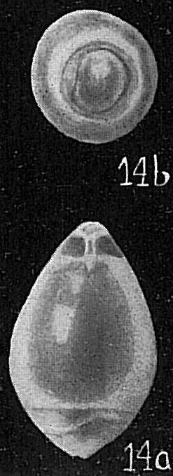 Glandulina laevigata Glandulina laevigata