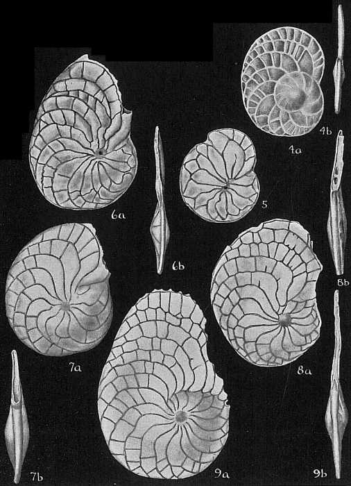 Heterostegina depressa