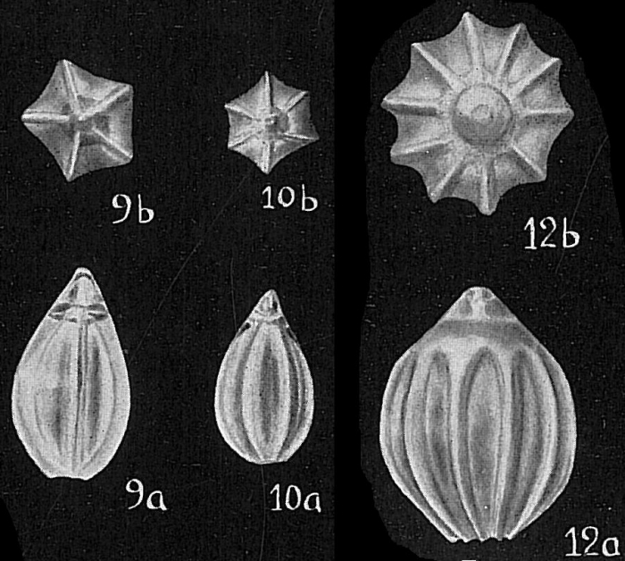 Lagena acuticosta Lagena acuticosta