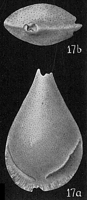 Lagena alveolata Lagena alveolata