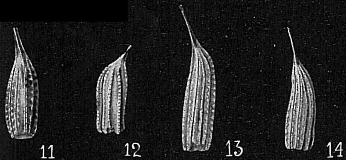 Lagena desmophora Lagena desmophora