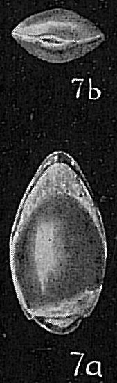 Lagena fimbriata occlusa Lagena fimbriata occlusa