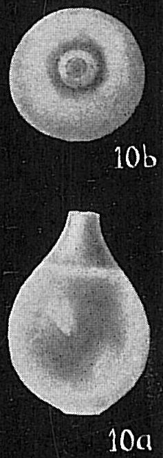 Lagena globosa Lagena globosa