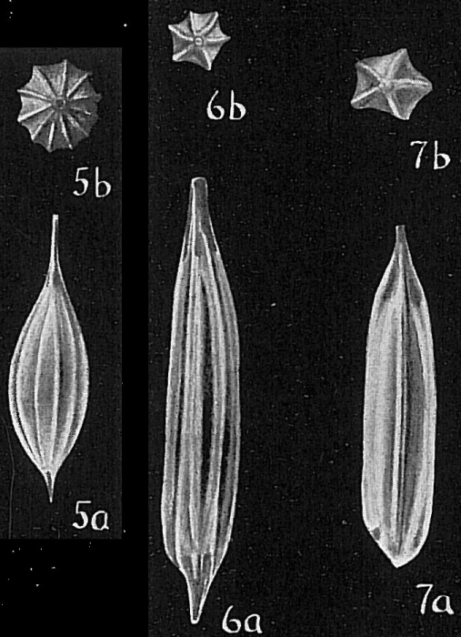 Lagena gracilis Lagena gracilis