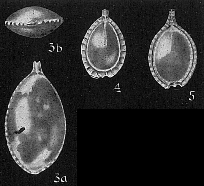 Lagena lagenoides Lagena lagenoides