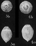 Chromista - Foraminifera (foraminifers)