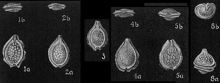 Lagena orbignyana var. lacunata