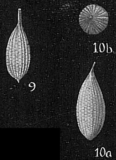 Lagena paradoxa Lagena paradoxa