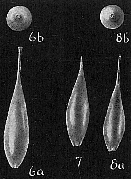 Lagena perlucida sensu Cushman, 1933 = L. clavata setigera Opinion of Whittaker and Hodgkinson (1979) Lagena perlucida sensu Cushman, 1933 = L. clavata setigera Opinion of Whittaker and Hodgkinson (1979)