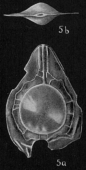 Lagena seminiformis Lagena seminiformis