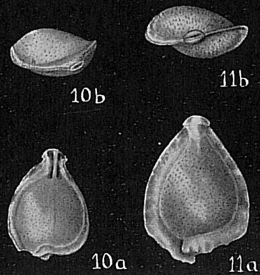 Lagena sigmoidella Lagena sigmoidella