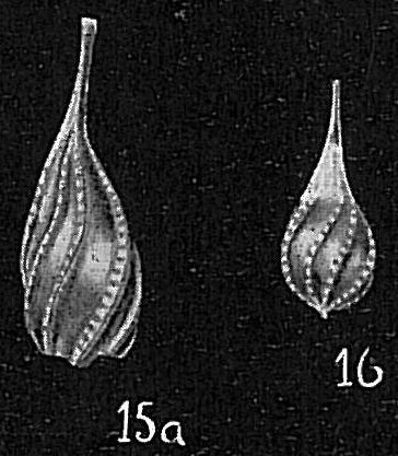 Lagena spiralis Lagena spiralis