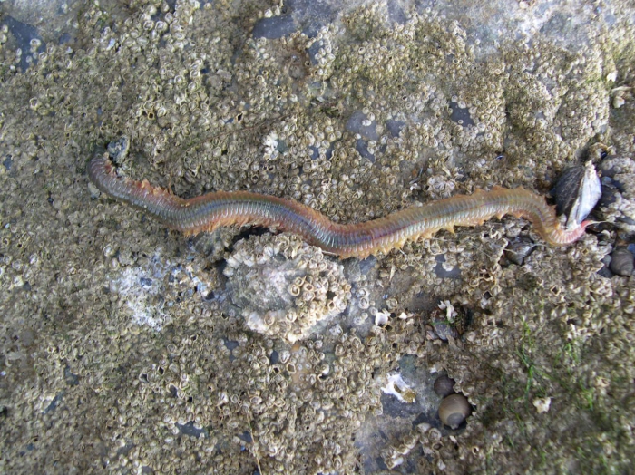 Nereis (Alitta) virens Nereis (Alitta) virens