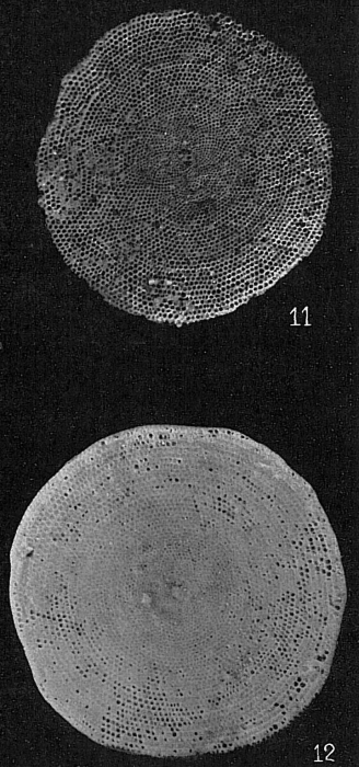 Marginopora vertebralis