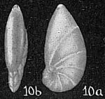 Marginulina crepidula