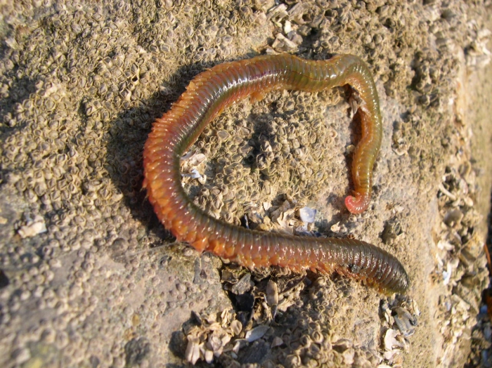 Nereis (Alitta) virens Nereis (Alitta) virens