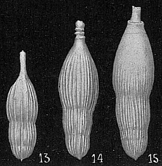 Nodosaria perversa Nodosaria perversa