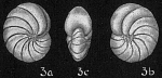 Chromista - Foraminifera (foraminifers)