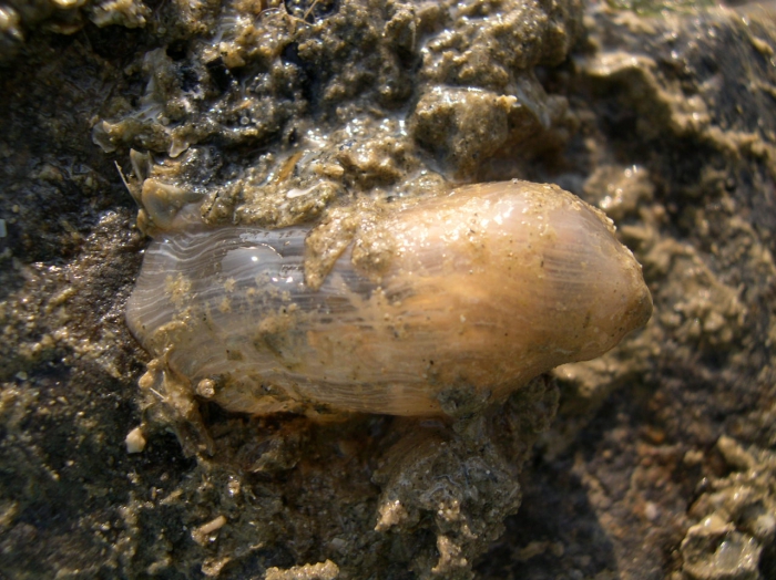 Sagartia troglodytes Sagartia troglodytes