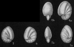 Chromista - Foraminifera (foraminifers)