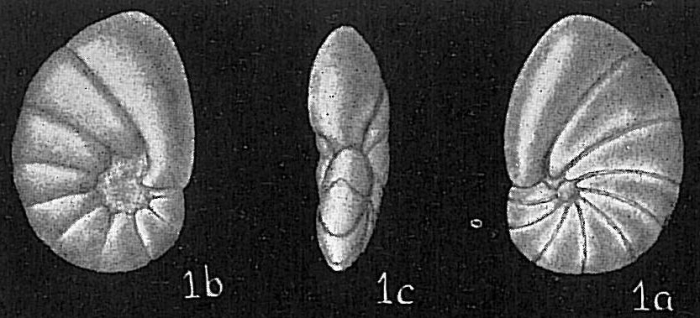 Nonionella auris