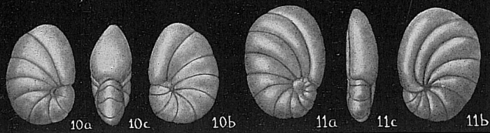 Nonionella auris Nonionella auris
