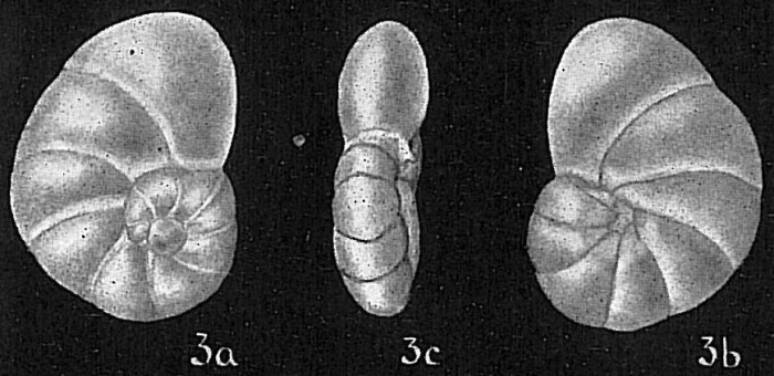 Nonionella sp. Nonionella sp.
