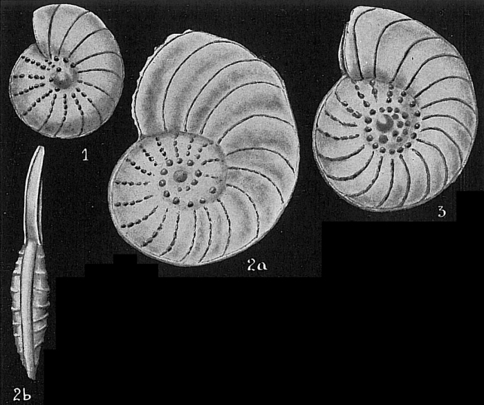Operculina granulosa Operculina granulosa