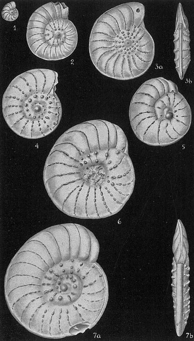 Operculina granulosa Operculina granulosa