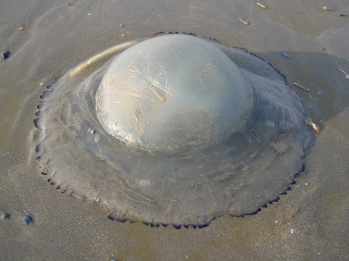 Rhizostoma pulmo Rhizostoma pulmo