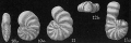 Chromista - Foraminifera (foraminifers)