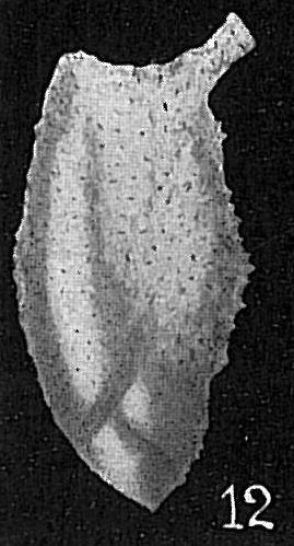 Pyrulina extensa