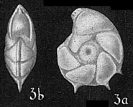 Robulus calcar Robulus calcar