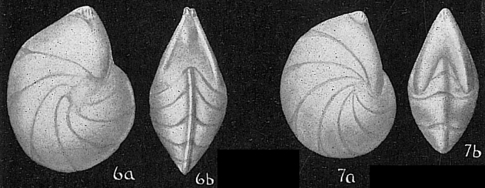 Robulus gibbus Robulus gibbus