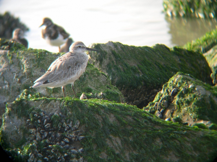 Calidris canutus