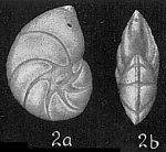 Chromista - Foraminifera (foraminifers)