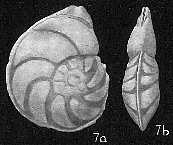 Robulus larvus