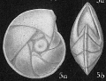 Chromista - Foraminifera (foraminifers)